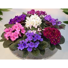 꽃심야생화 아프리칸바이올렛 실내재배시 다년초 2개묶음 겨울베란다재배 규격12cm화분묘, 2개, 랜덤