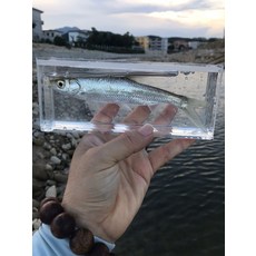 路亞觀魚器 水晶亞克力透明觀察盒 附量魚尺 釣魚拍照輔助工具 25x5x8cm