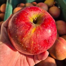 경북 부사 사과 꿀사과 가정용 실속형 아삭 달콤, 1박스, 가정용 고당도 부사사과 5kg