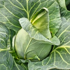 제주직송 햇 고깔양배추 신선한 꼬깔 양배추 특품, 5kg, 1박스