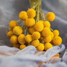 乾燥花花束 星辰 滿天星 情人草 卡斯比亞 永生花 居家佈置 攝影背景, 黃金球(一把20支)