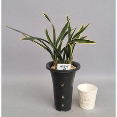 채운하 5촉 중국춘란 동양난 희귀난 고급난 동양란 그린난농원, 1개