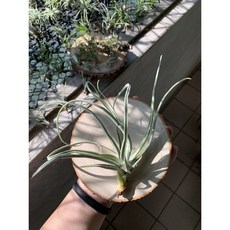 空氣鳳梨 樹猴 Streptocarpa 厚葉型觀賞植栽, 1個