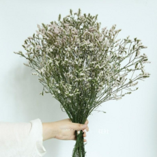 가팡 드라이플라워 ADRYB215 시넨시스 핑크 11번