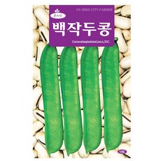 백작두콩 씨앗 콩씨 10립, 3개