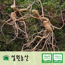[친환경/저탄소] 산양삼 산양산삼 장뇌삼, 12년 특 2뿌리, 임업진흥원 합격증 부착