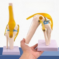 인체 무릎 관절 모형 교육용 골격 모델, 1개