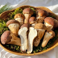 주먹상인 주먹참송이버섯, 1박스, 500g