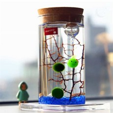 Moondex 수초키우기 마리모 키우기 LED 유리병