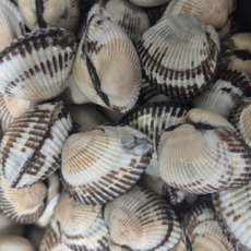 당일조업 벌교 새꼬막 cockle, 1박스, 중 1kg (80미내외)