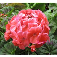 蘋果天竺葵種子 100粒 鮭紅色單色 分枝多 可做乾燥花, 1包