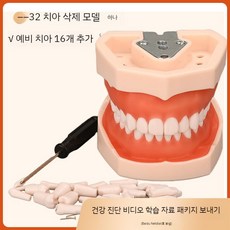 구강 치아 모형 스케일링 연습용 치과 교육 실습 연습 치아교정, E. 32 치아 모델 + 16 예비 치아
