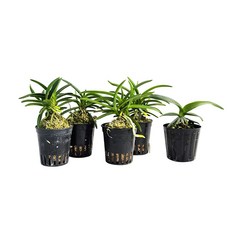 풍란5개(소엽4 대엽1) 풍란 풍난 동양란 공기정화식물 반려식물 나라아트, 1개