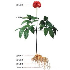 川七 三七 二十頭 三十頭 介紹書 歡迎諮詢