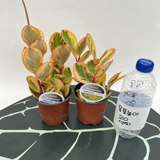 아이린페페 소품 1+1 관엽식물 스마일화훼유통, 1세트