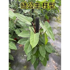 霏霏園藝 綠公主柱型盆栽 室內觀葉植物, 1個