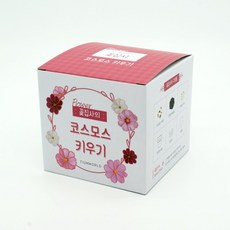 꽃집사 홈플라워 실내 꽃키우기 - 코스모스 키우기
