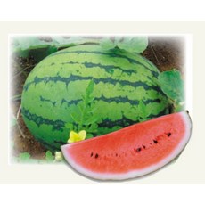 SUNTECH SEED 瑞蜜西瓜種子 F1 中早生品種 10g 產地: 台灣, 1包