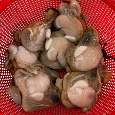 껍질제거 키조개1kg(날감지포함), 1개, 1kg