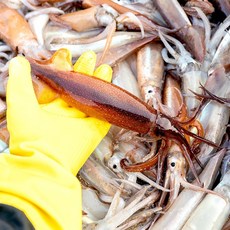 이프로마켓 동해안 국내산 급냉 오징어 한치, 1개, 동해안 오징어(15-20미) 1kg [통찜용]