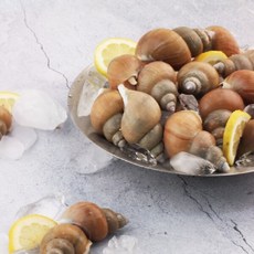 [숨비해물] 자연산 동해안 대왕 백골뱅이 백고동 1kg (대사이즈), 1개