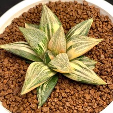 (Pop Rock X Lady Gaga) X 黑虎錦 F2 B820-36