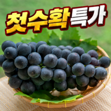 [2주제철특가] 2026첫수확 국내산 거봉 포도, 1박스, 500g