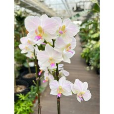 미니호접란 서양란 잔설 희귀난초 플랜테리어 꽃 광명IC화훼유통, 1개