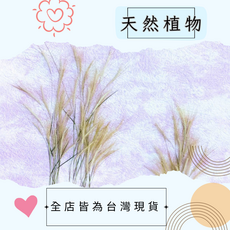 押花材料 乾菖蒲 手作DIY, 筆仔草