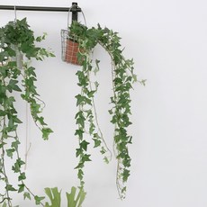 긴 아이비(Ivy) 식물, 짧은아이비(화이트), 1개