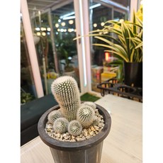 팅커벨 소정군생