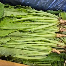 [씽씽팜] 당일수확 나주 남평 암열무, 1개, 4kg
