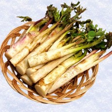 [산지직송] 강원도 프리미엄 봄나물 땅두릅, 1박스, 250g
