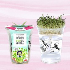 초등 M한컵새싹농장 알팔파 어린이집 키우기 체험 미술활동재료 초등학교 돌봄, 1개