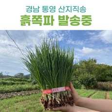 산지직송 통영 쪽파 흙쪽파 실파, 1박스, 1kg