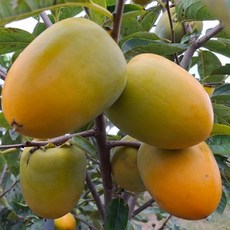 대봉단감나무 2년생