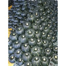 신선도감 해남 미니밤호박 단호박 공중재배, 1박스, 2kg