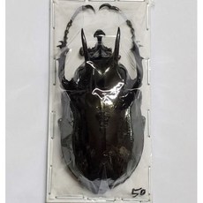 (Chalcosoma atlas atlas) 아틀라스장수풍뎅이 - 원명아종 [D-101] 곤충표본, 50~59mm, 1개