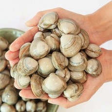 살아있는 활 동죽 유네스코 생물권보전지역 청정 고창 하전 갯벌에서 생산 하전수산, 1개, 1kg