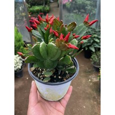 [근이네식물원] 원종게발선인장 주홍색 귀한게발, 1개