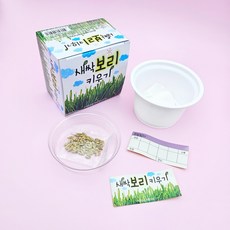 1500 새싹 보리 밀 키우기 1개 랜덤 - 키우기시리즈 신선함 관찰 기르기 실험 자연과학 교재