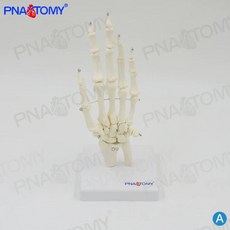 3B Scientific A31/1 인체모형 발 골격, A.A형손뼈