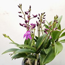 긴기아난 (진핑크), 1개