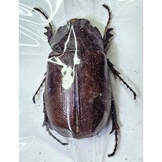 (Melolonthinae sp.) 수마트라 갈색풍뎅이 [C-7-84] 곤충표본, 20~25mm, 1개