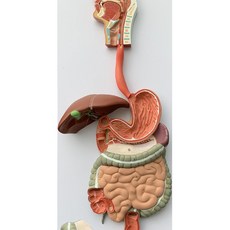 비강 모형 호흡기 이비인후과 구조 편도선 코 목 단면도 모델 해부학, A. 인간 소화 시스템 모델