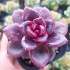 주문폭주 다육이 모아보기, 1개, 파인로즈 다육이