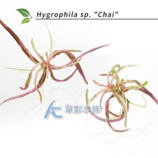 【AC草影】Hygrophila sp./Chai/【一株】
