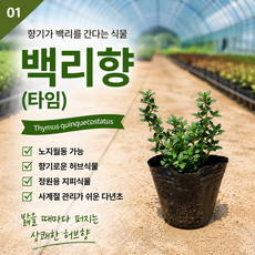 리빙플라워 백리향 3치 독립포트 타임 허브 식용식물 향기, 12개