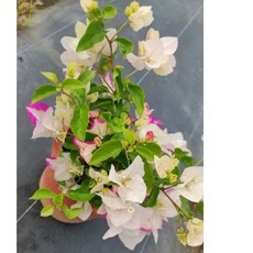 特殊品種7吋口紅九重葛/時尚仕女 唯美仙系九重葛/三角梅 盆栽 含盆, 1個