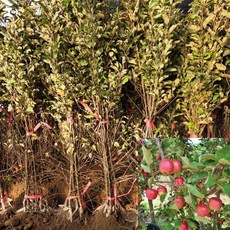 [모든원예조경] 미니사과나무 묘목 루비에스 (접목1년생) 특묘 사과묘목 과수 유실수, 1개